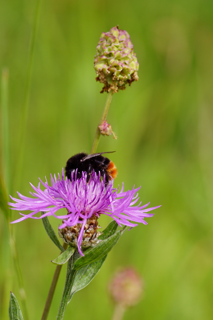 Steinhummel