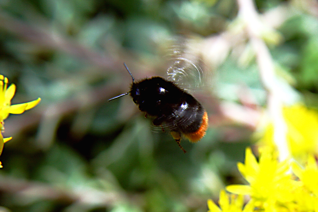 Steinhummel