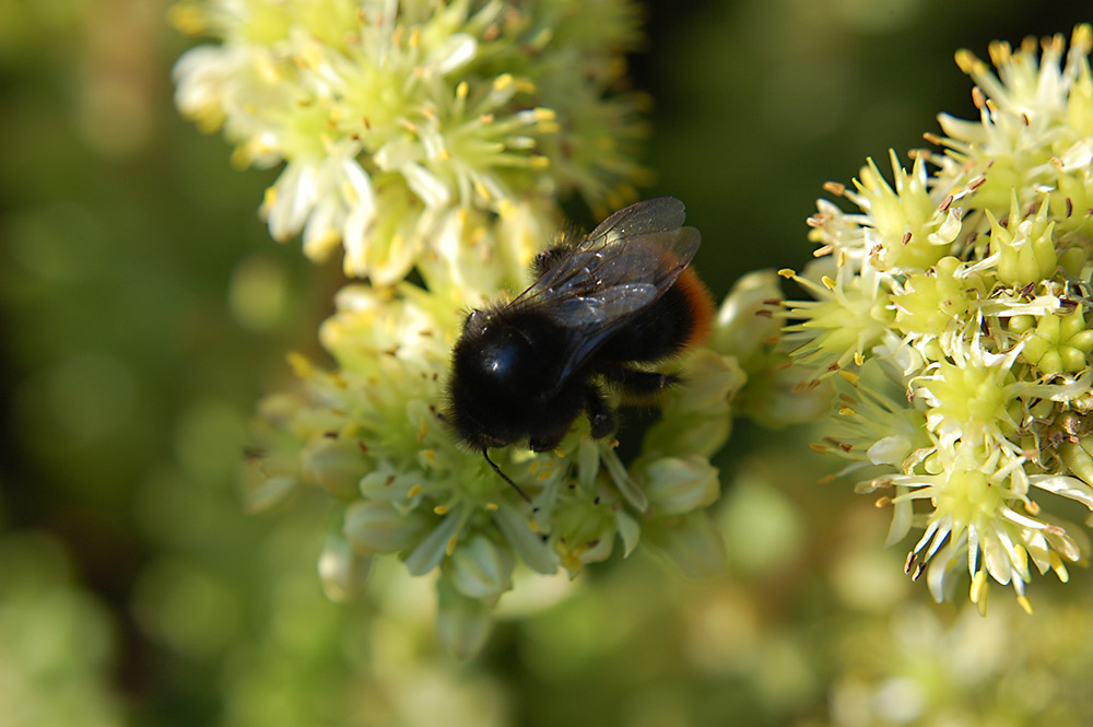 Steinhummel