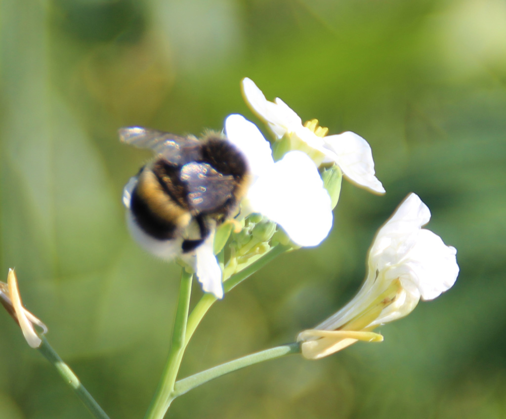 Steinhummel