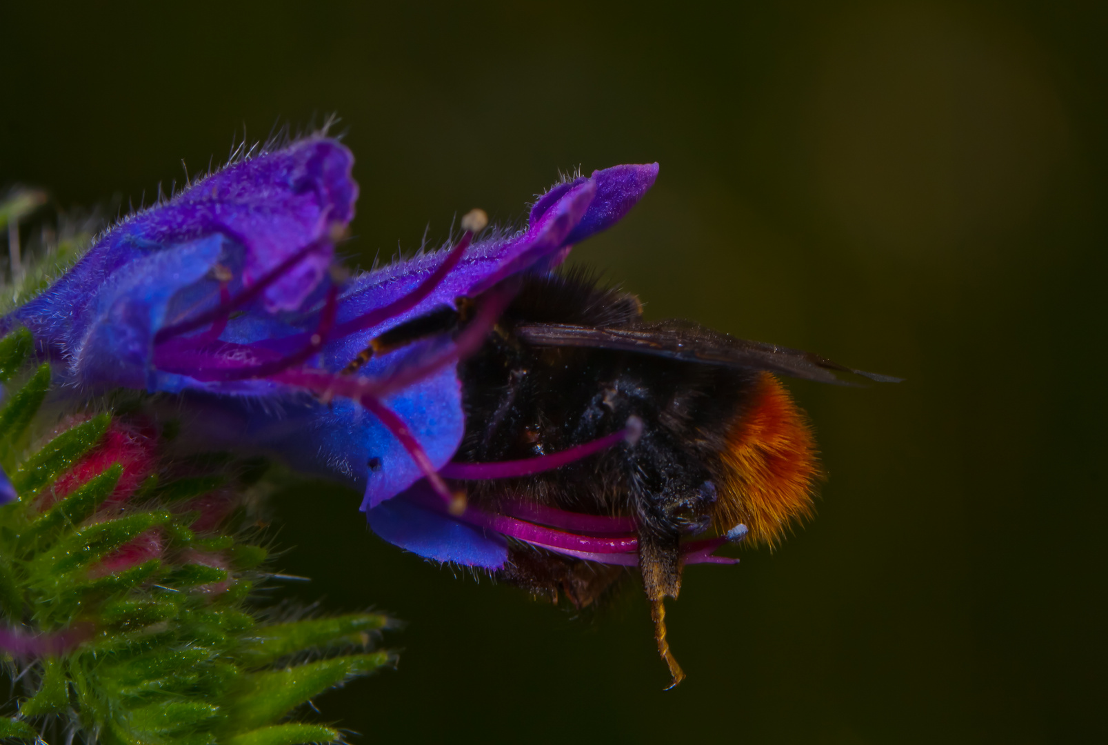 Steinhummel