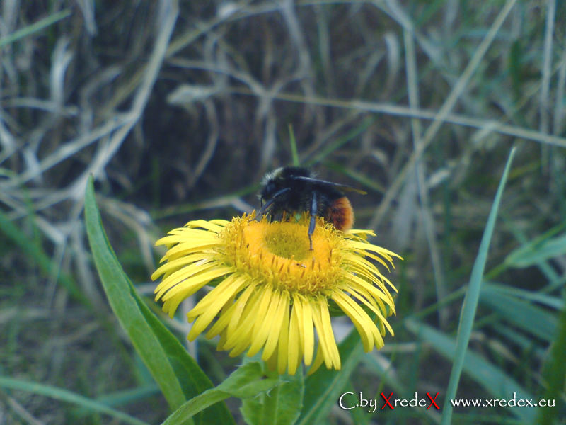 Steinhummel