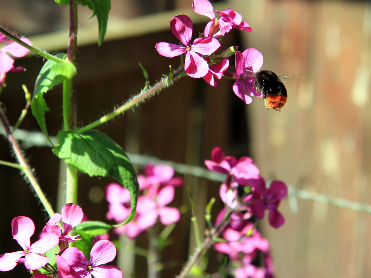 Steinhummel