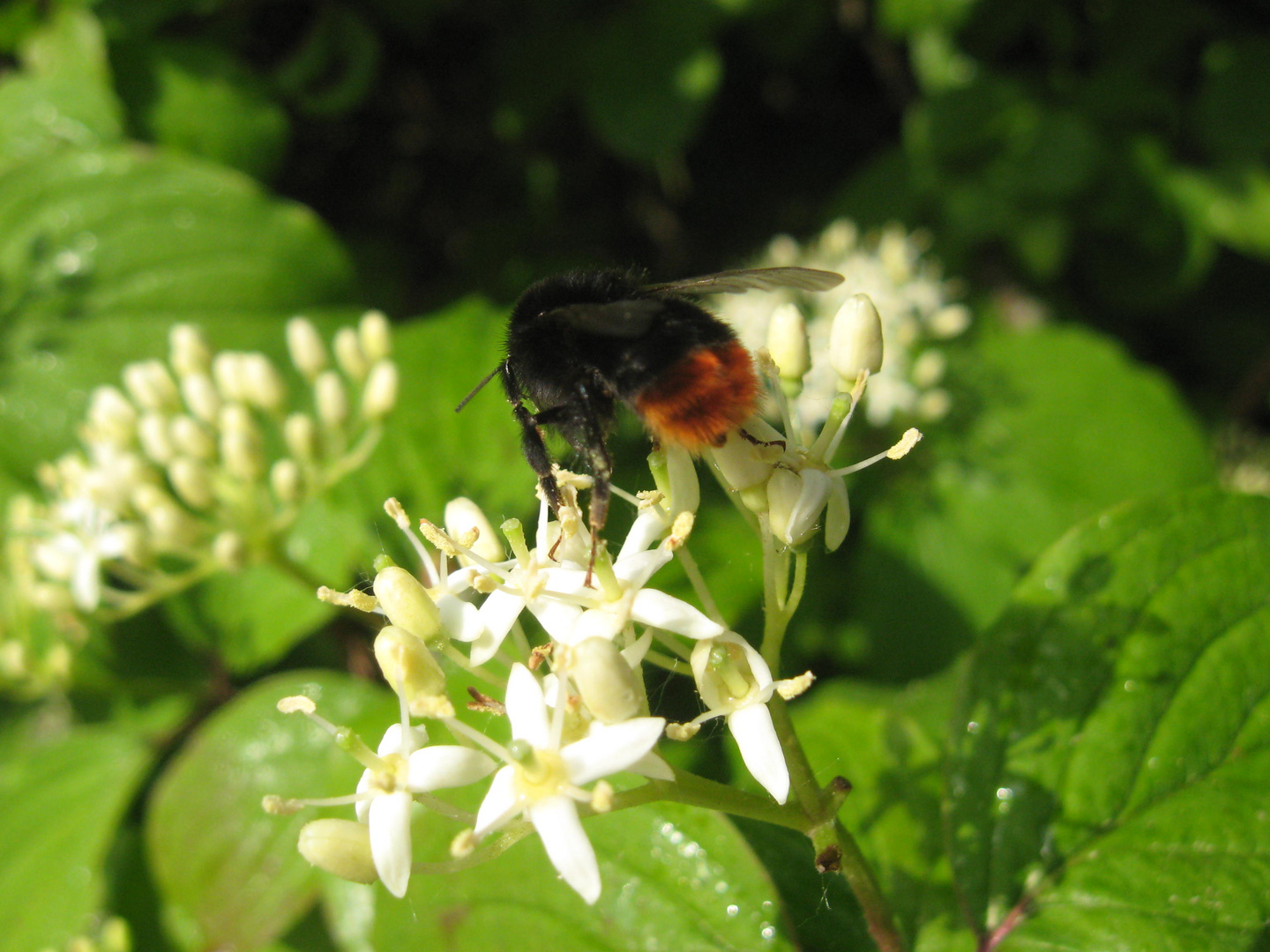 Steinhummel