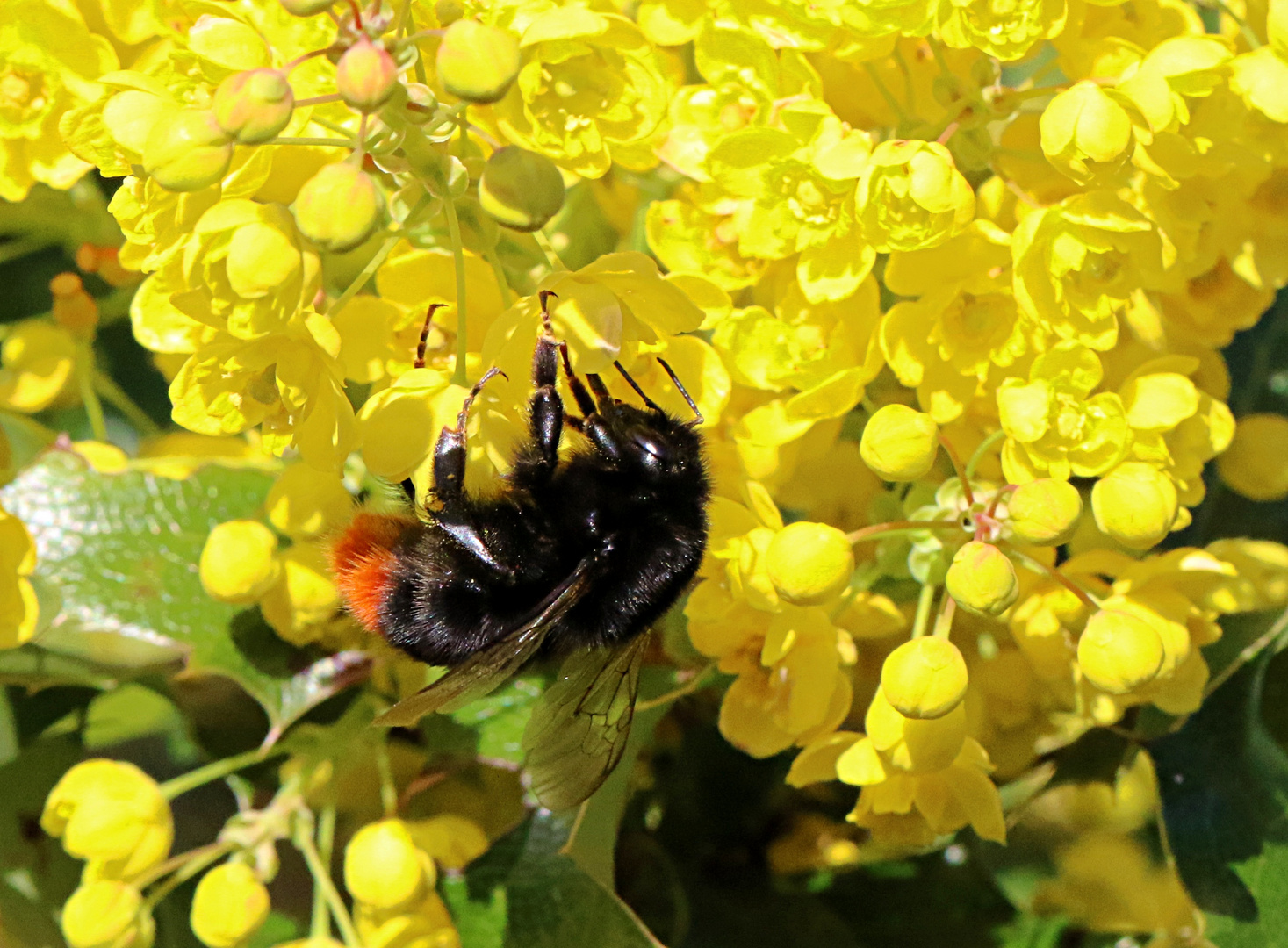 Steinhummel ...