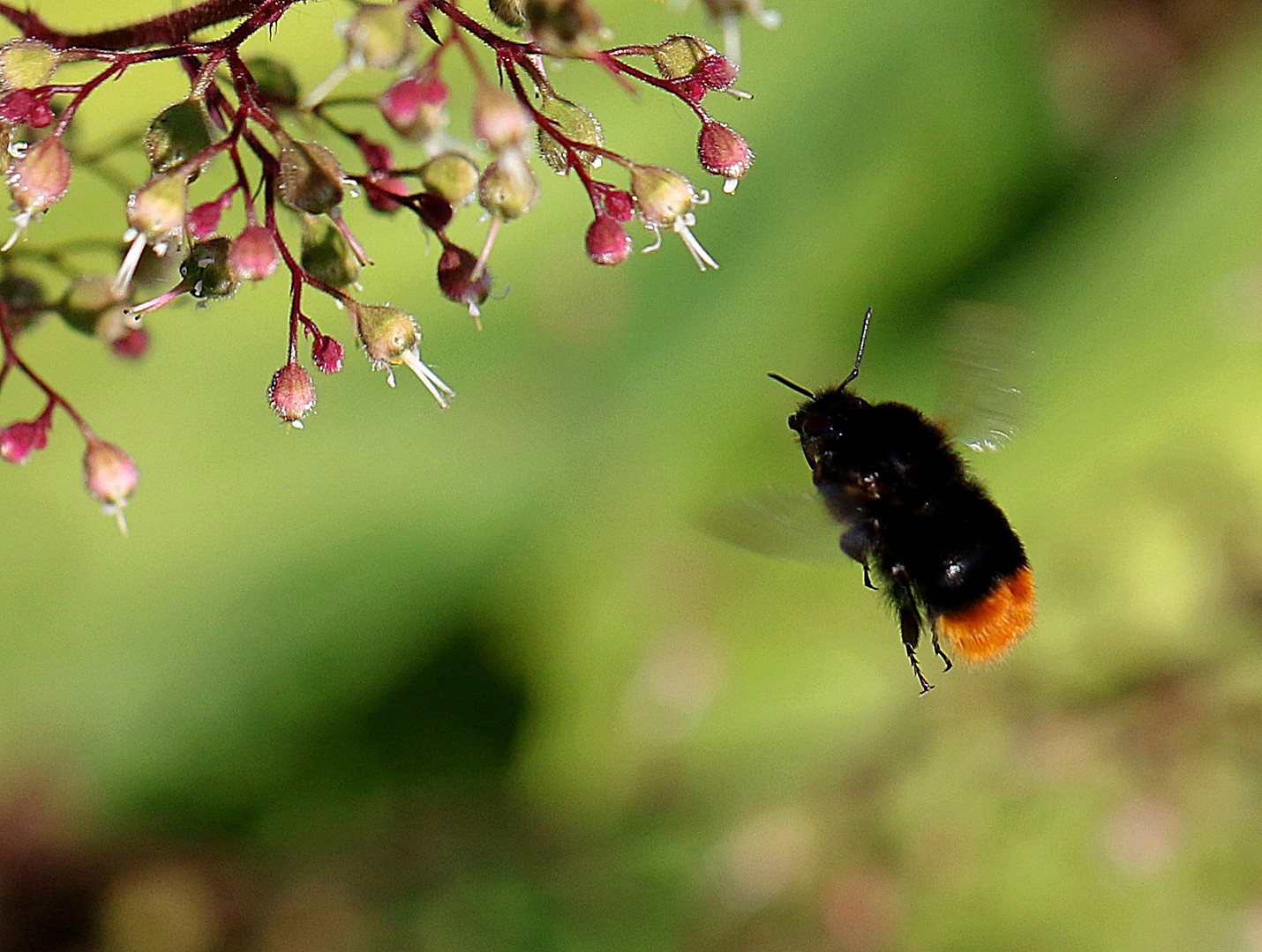 Steinhummel ...