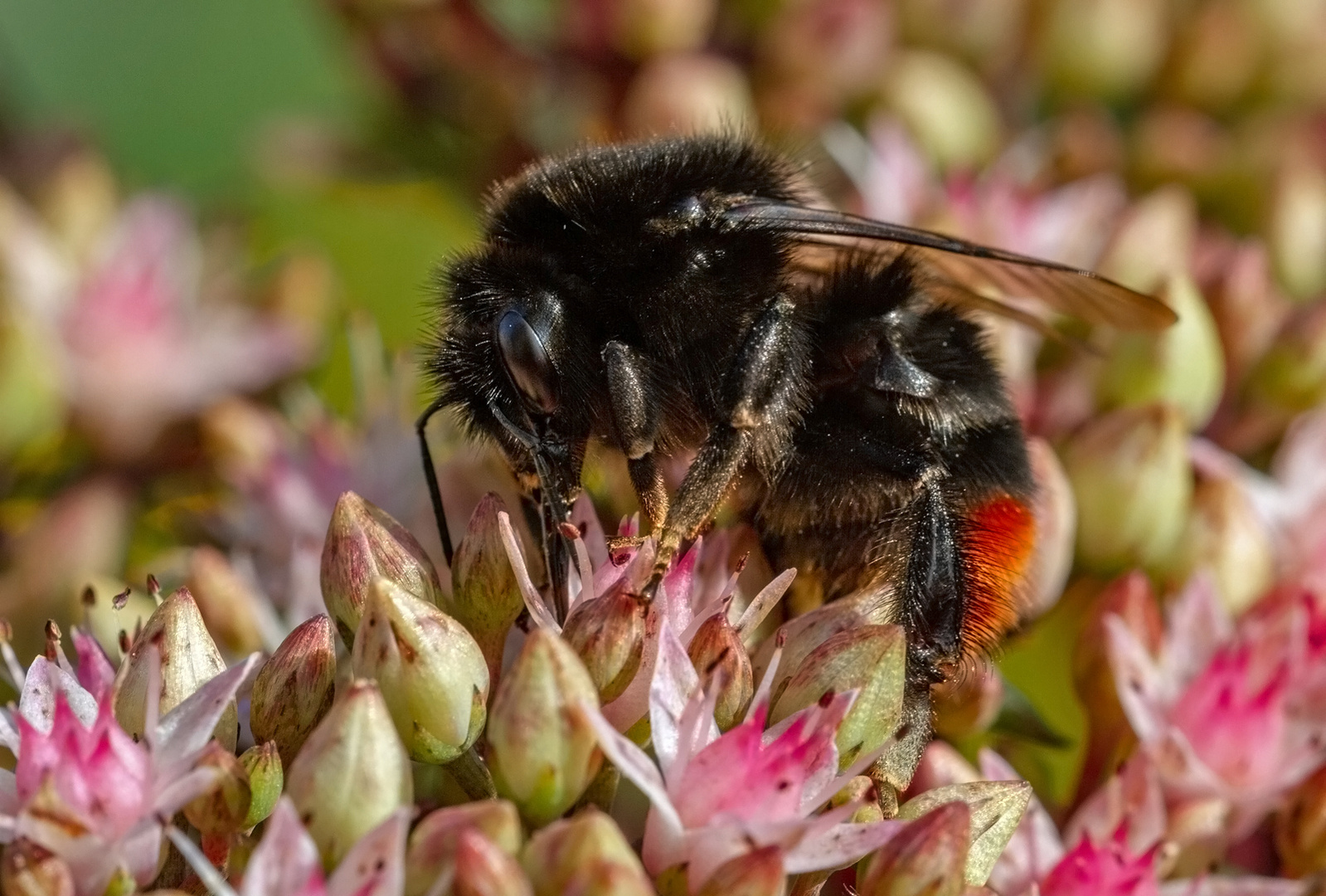 STeinhummel