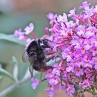  Steinhummel am Sommerflieder