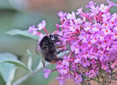  Steinhummel am Sommerflieder