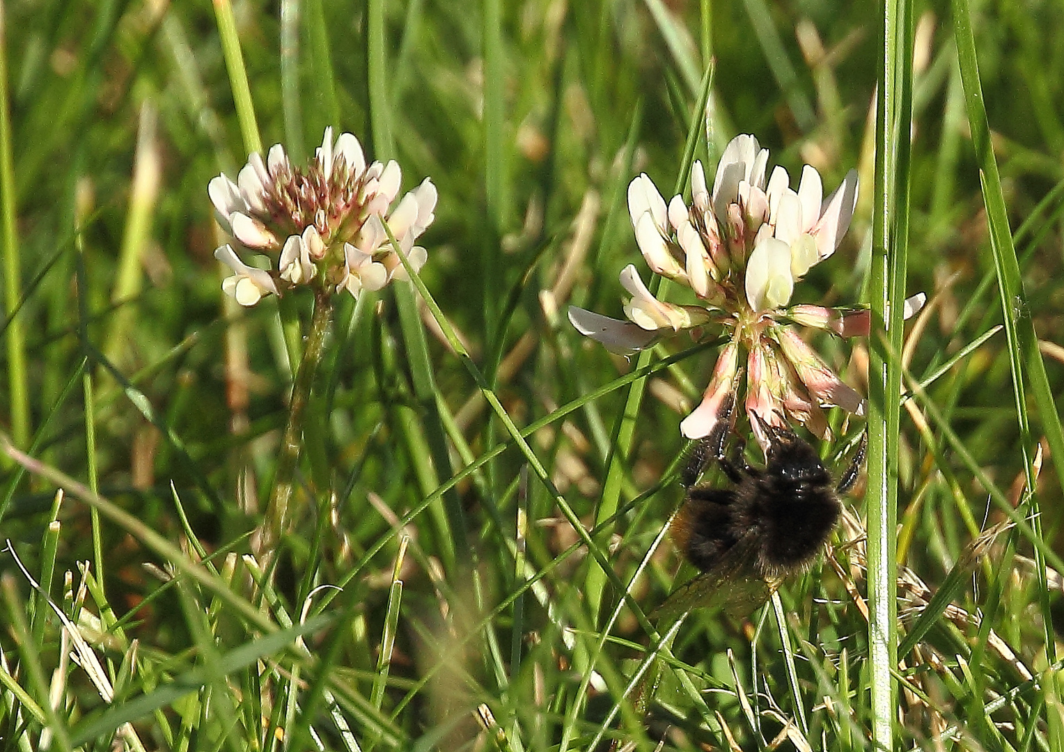 Steinhummel an Kleeblüte