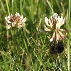 Steinhummel an Kleeblüte