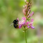 Steinhummel an Saat-Esparsette