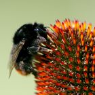 Steinhummel auf dem Fakirbett