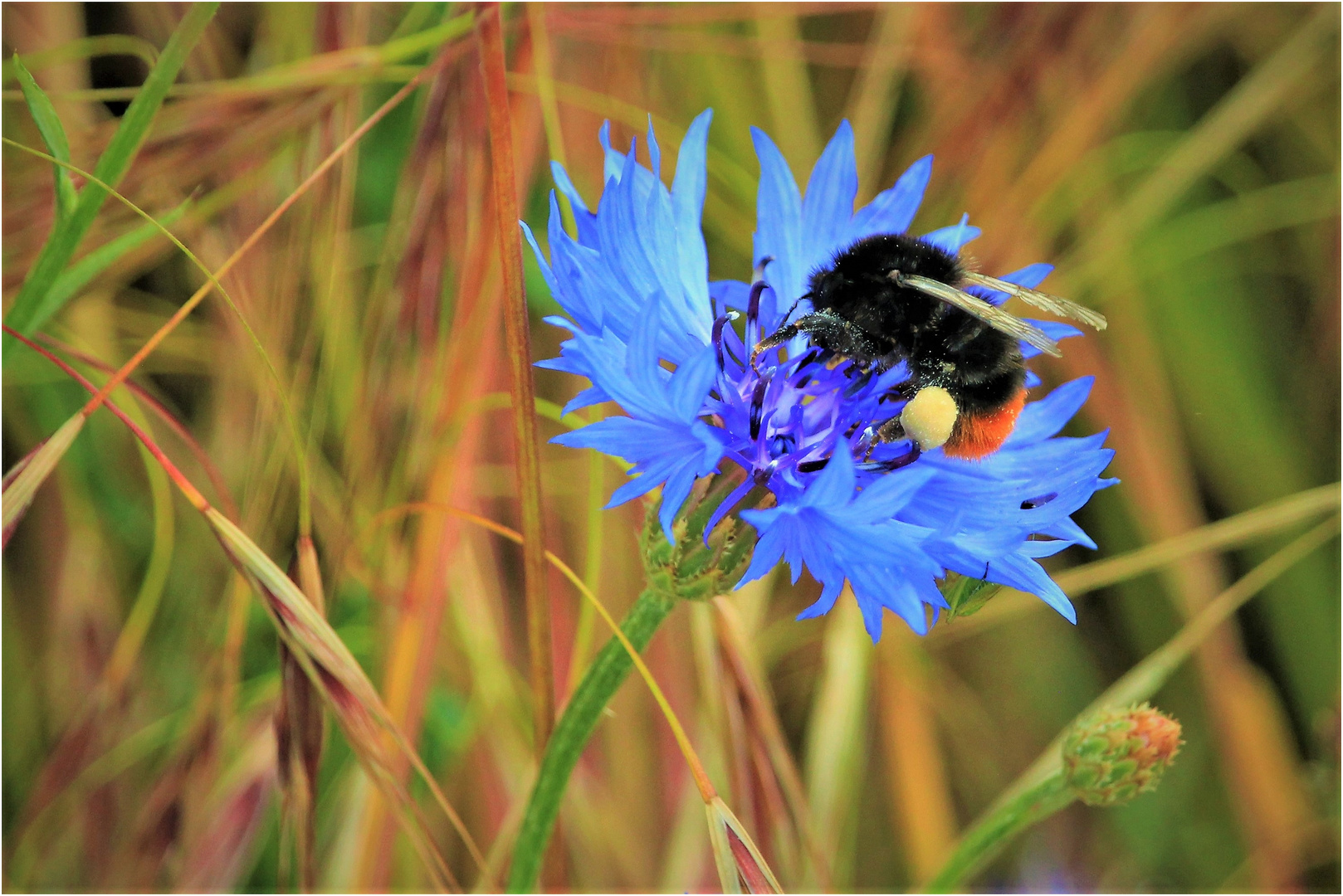 Steinhummel auf Kornblume