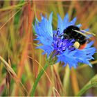 Steinhummel auf Kornblume