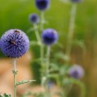 Steinhummel auf Kugeldistel