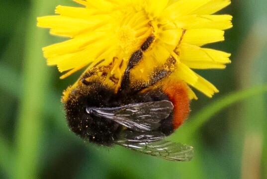 Steinhummel auf Löwenzahn