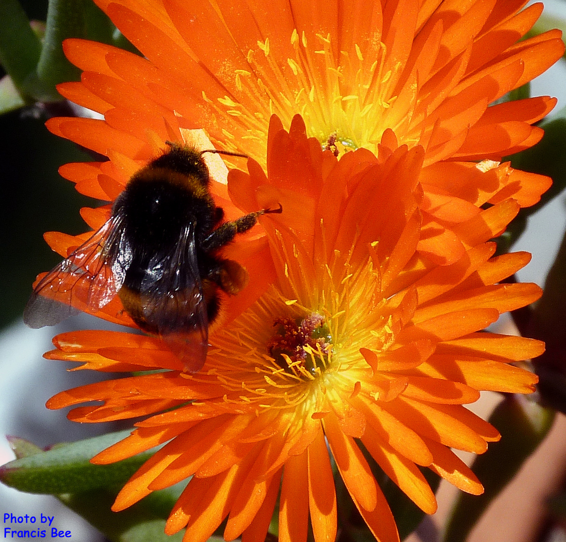 Steinhummel auf Mesembryanthemum