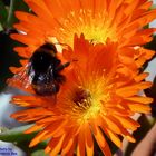 Steinhummel auf Mesembryanthemum