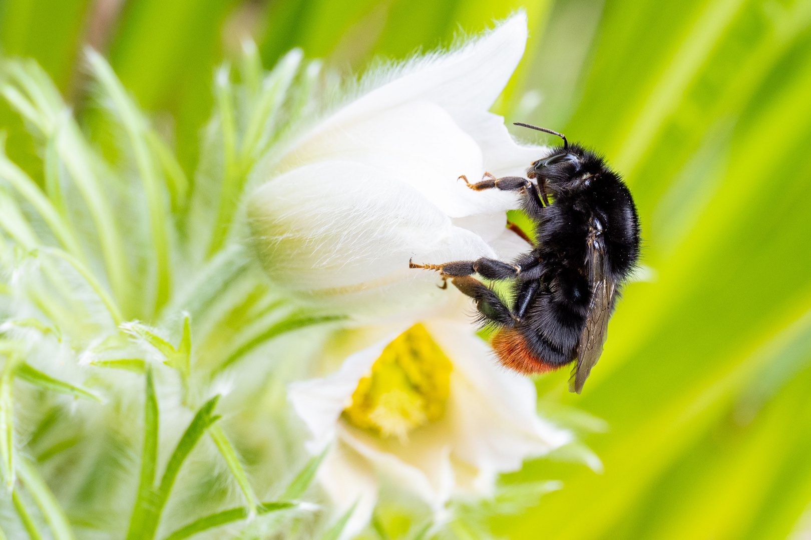 Steinhummel auf Pulsatilla