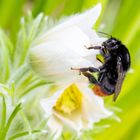 Steinhummel auf Pulsatilla