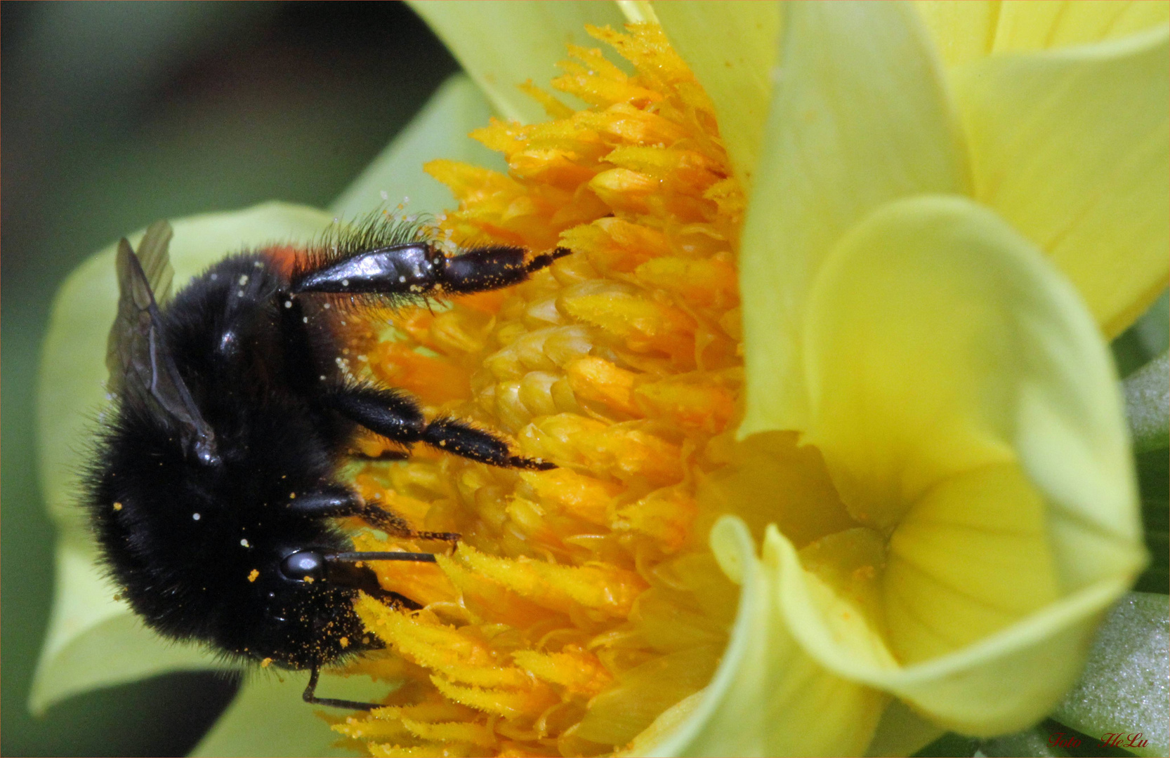 Steinhummel