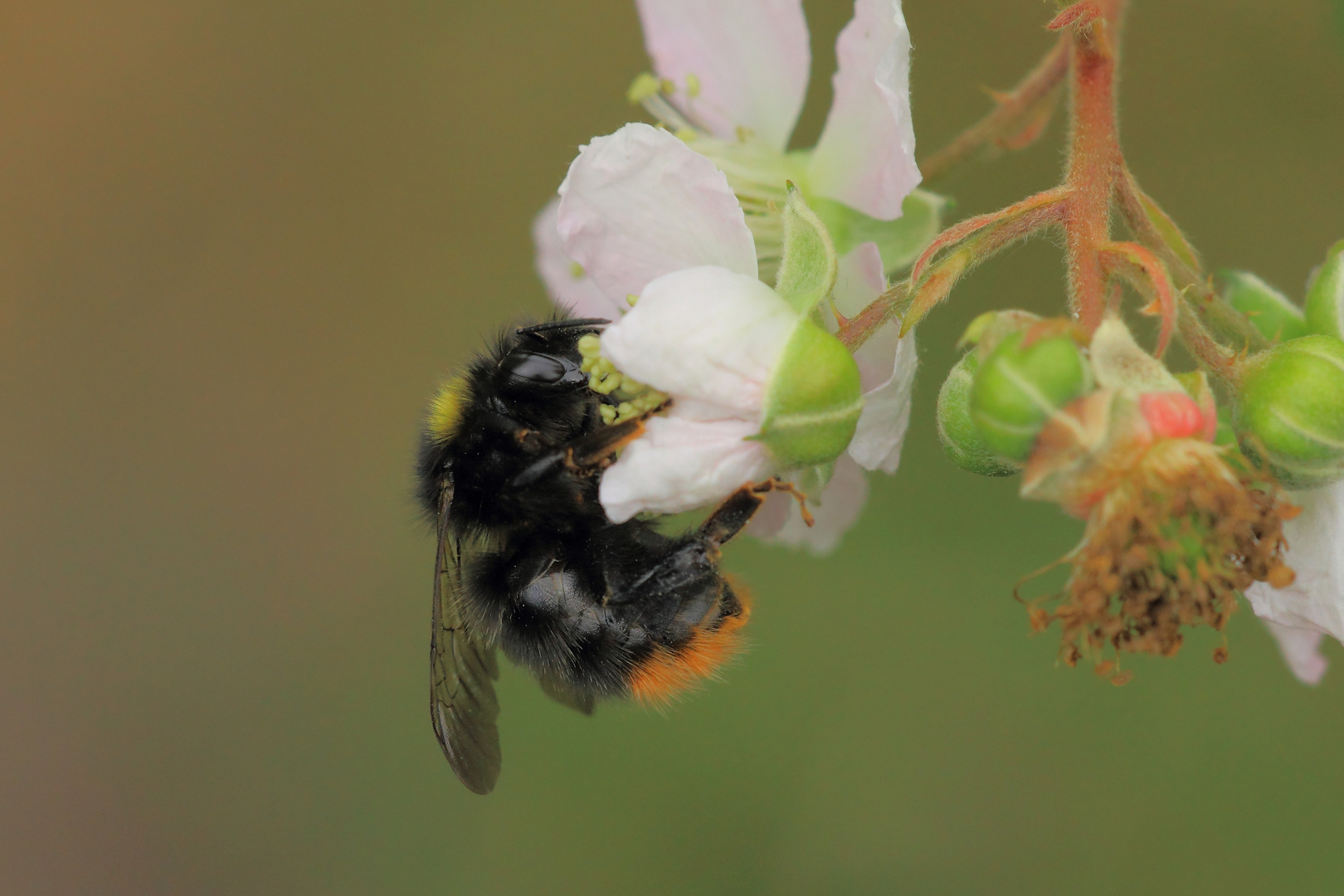 Steinhummel