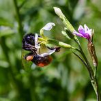 Steinhummel bei der Arbeit