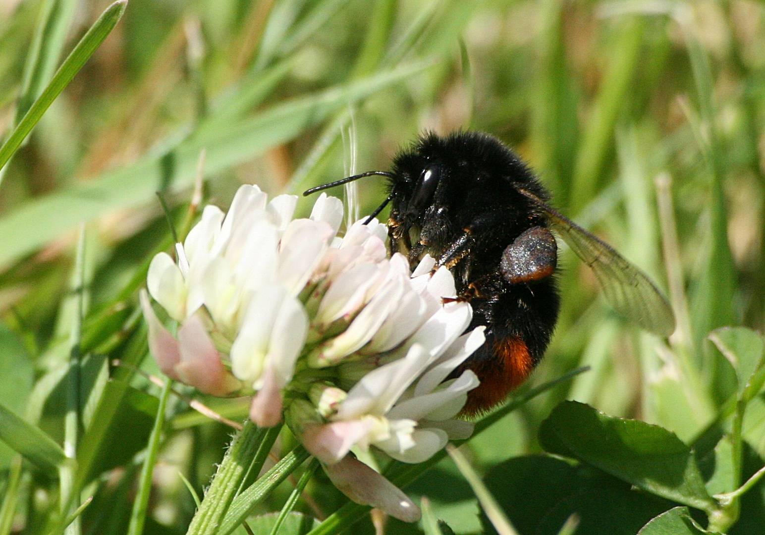 Steinhummel beim "Einkaufen"