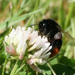 Steinhummel beim "Einkaufen"