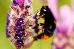 Steinhummel (Bombus lapidarius)