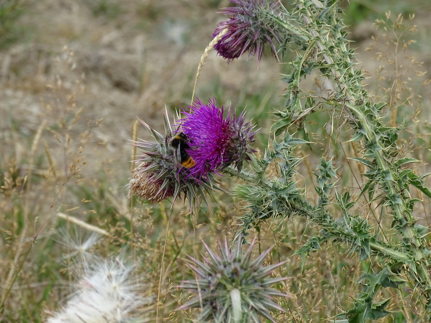 Steinhummel (Bombus lapidarius)