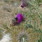 Steinhummel (Bombus lapidarius)