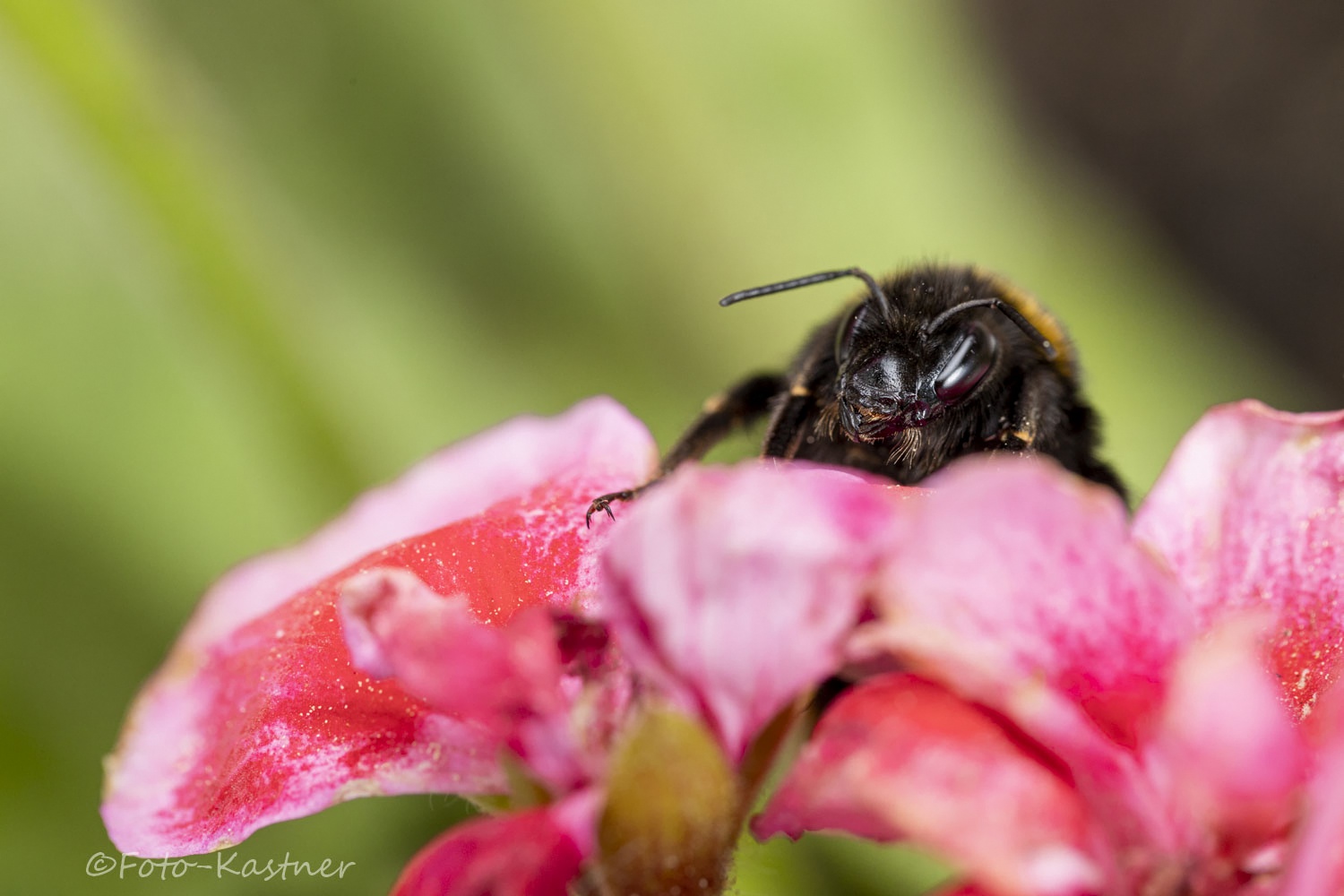 Steinhummel (Bombus lapidarius)