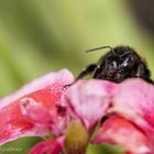 Steinhummel (Bombus lapidarius)