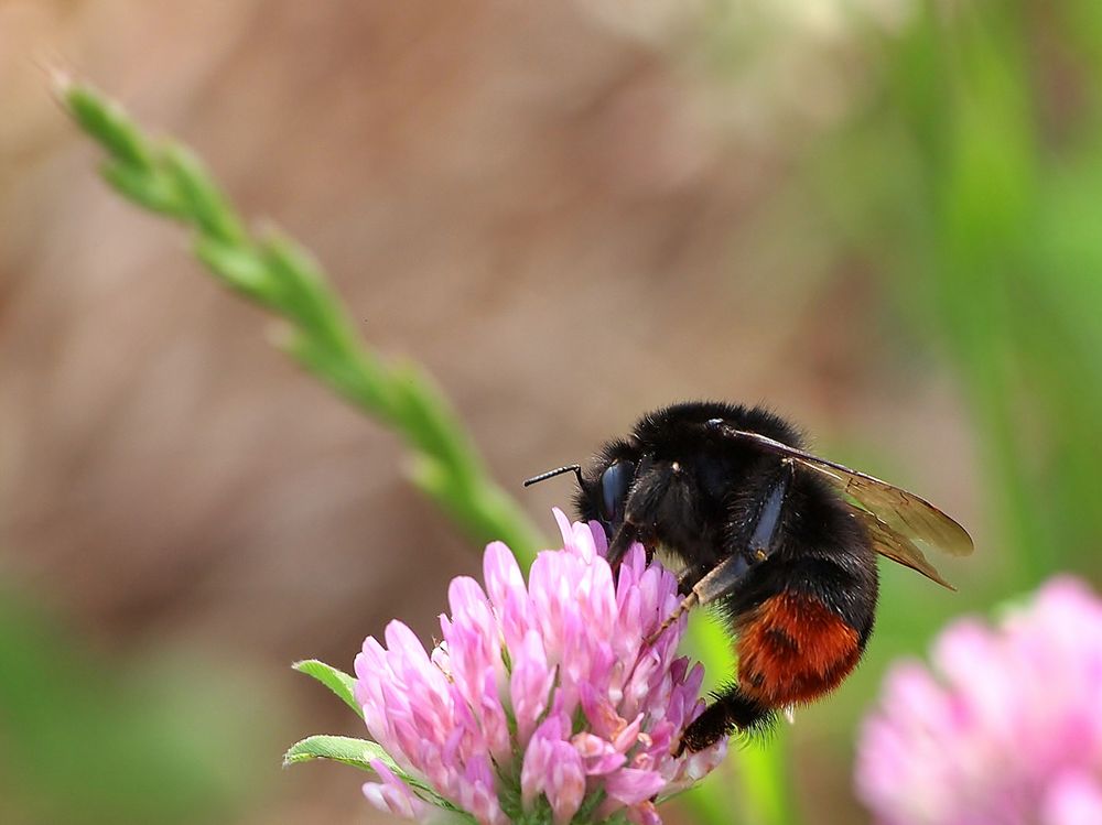 Steinhummel (Bombus lapidarius)