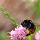 Steinhummel (Bombus lapidarius)