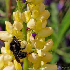 Steinhummel (Bombus lapidarius)