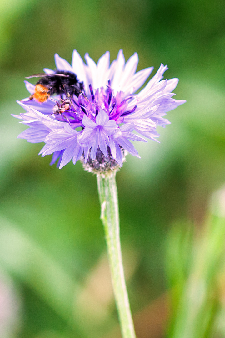 Steinhummel (Bombus lapidarius) auf Kornblume