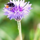 Steinhummel (Bombus lapidarius) auf Kornblume