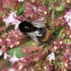 Steinhummel (Bombus lapidarius) auf Oregano