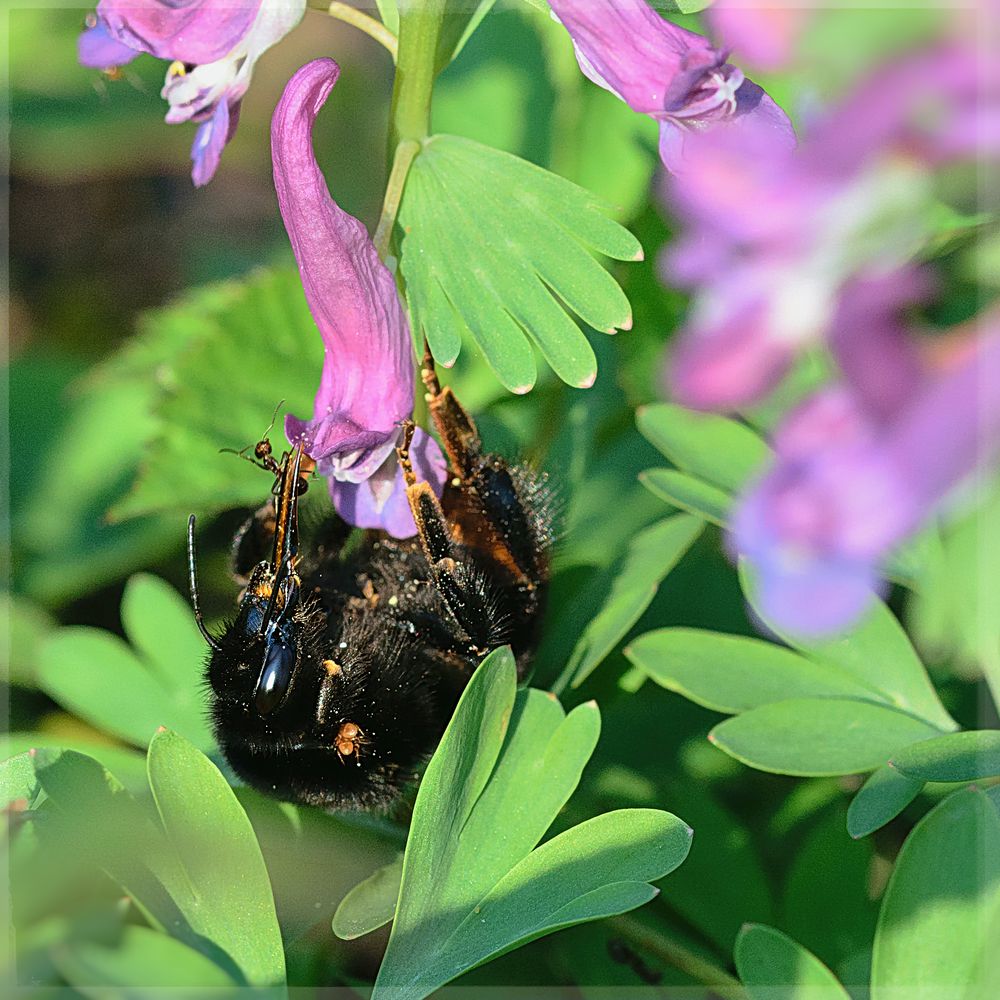 Steinhummel (Bombus lapidarius), red-tailed bumblebee