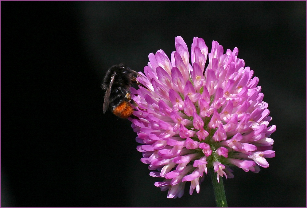 Steinhummel