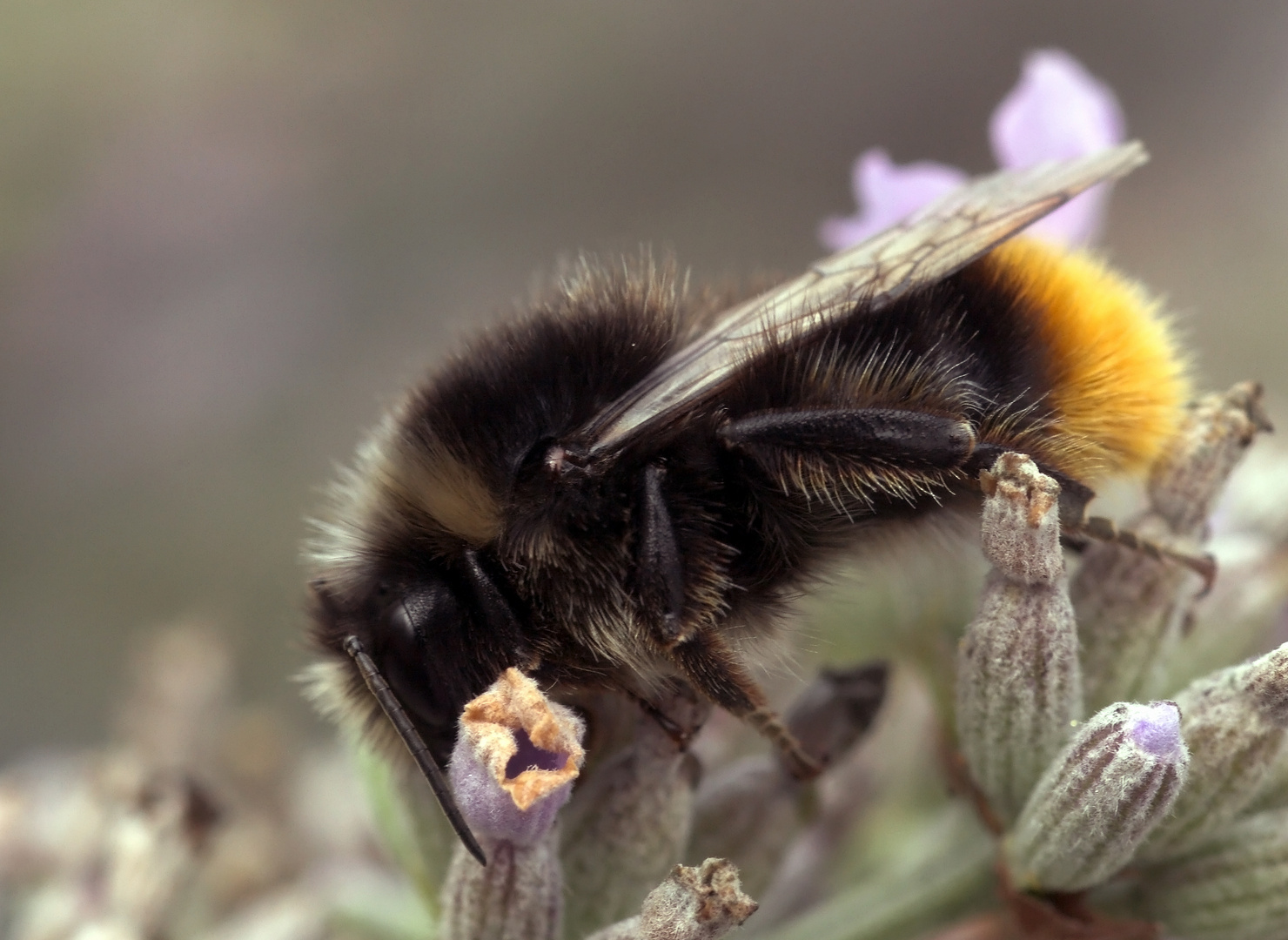 Steinhummel