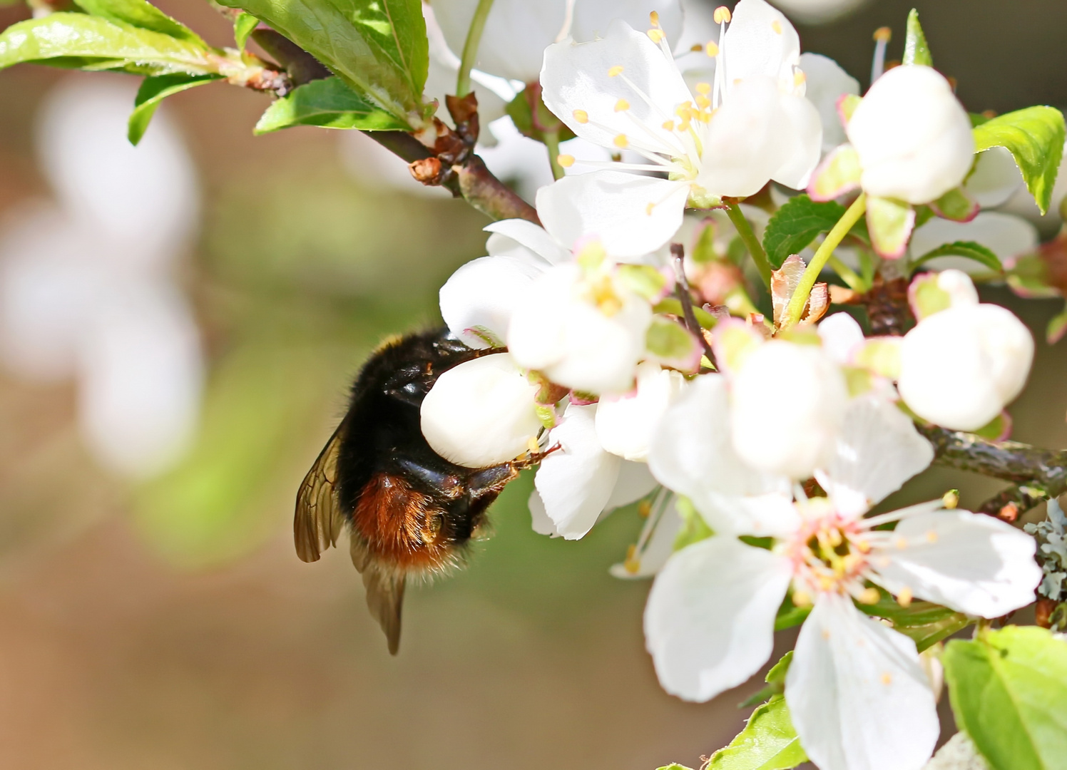 Steinhummel