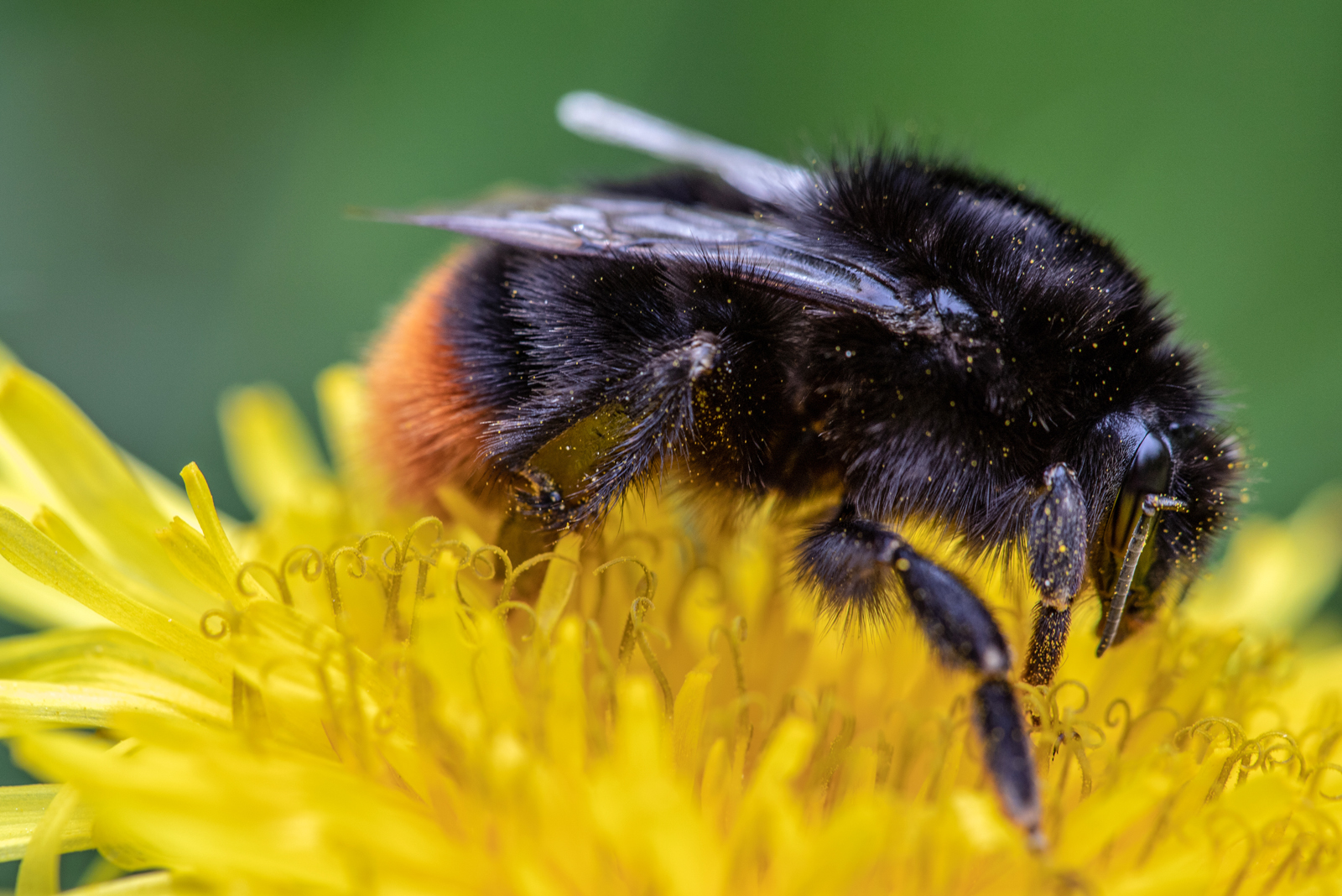 Steinhummel