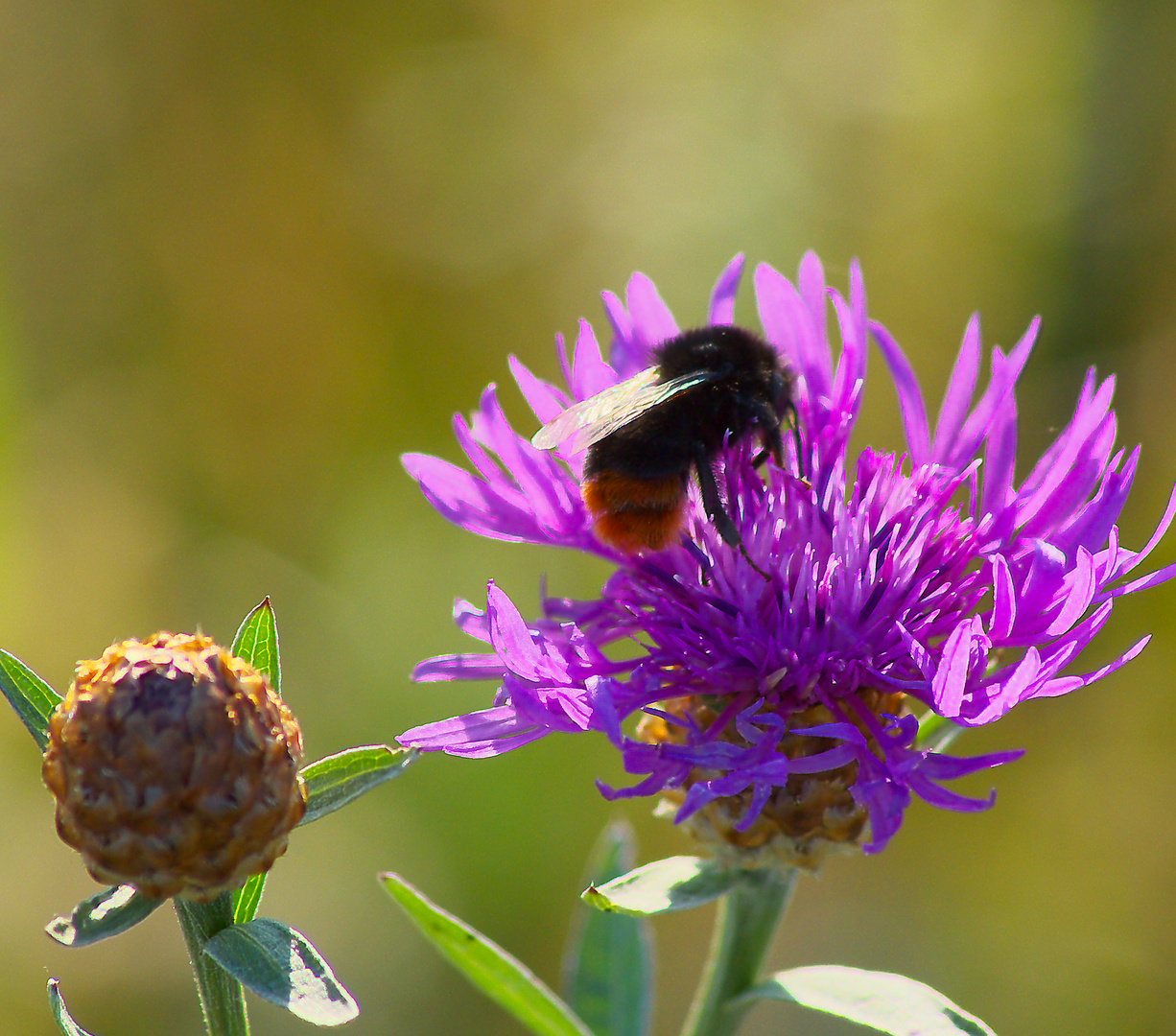 Steinhummel