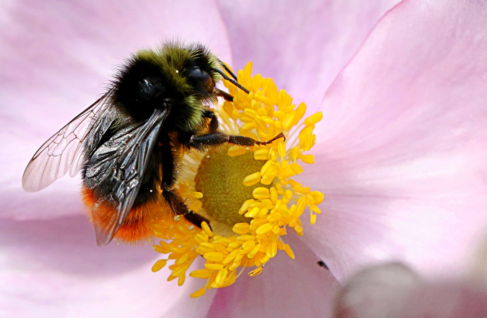 Steinhummel ...