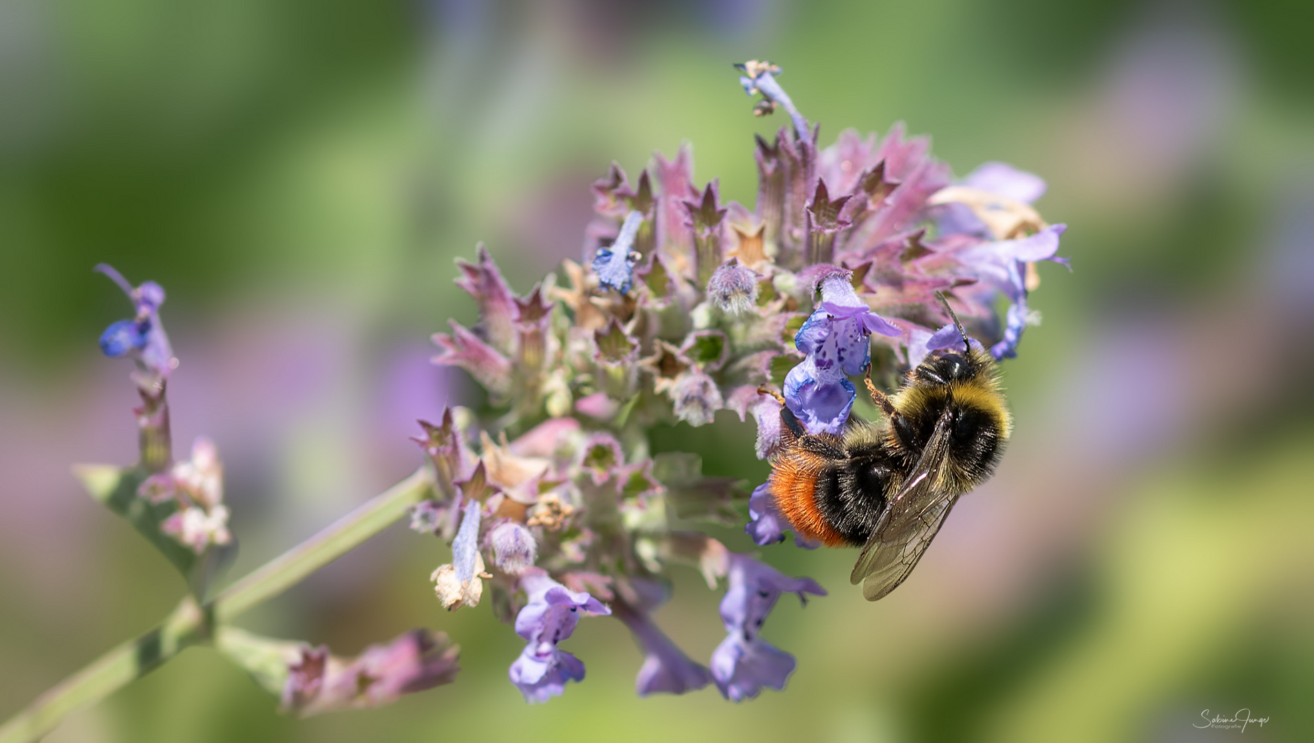 Steinhummel im Blütenhimmel ;-)