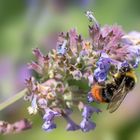 Steinhummel im Blütenhimmel ;-)